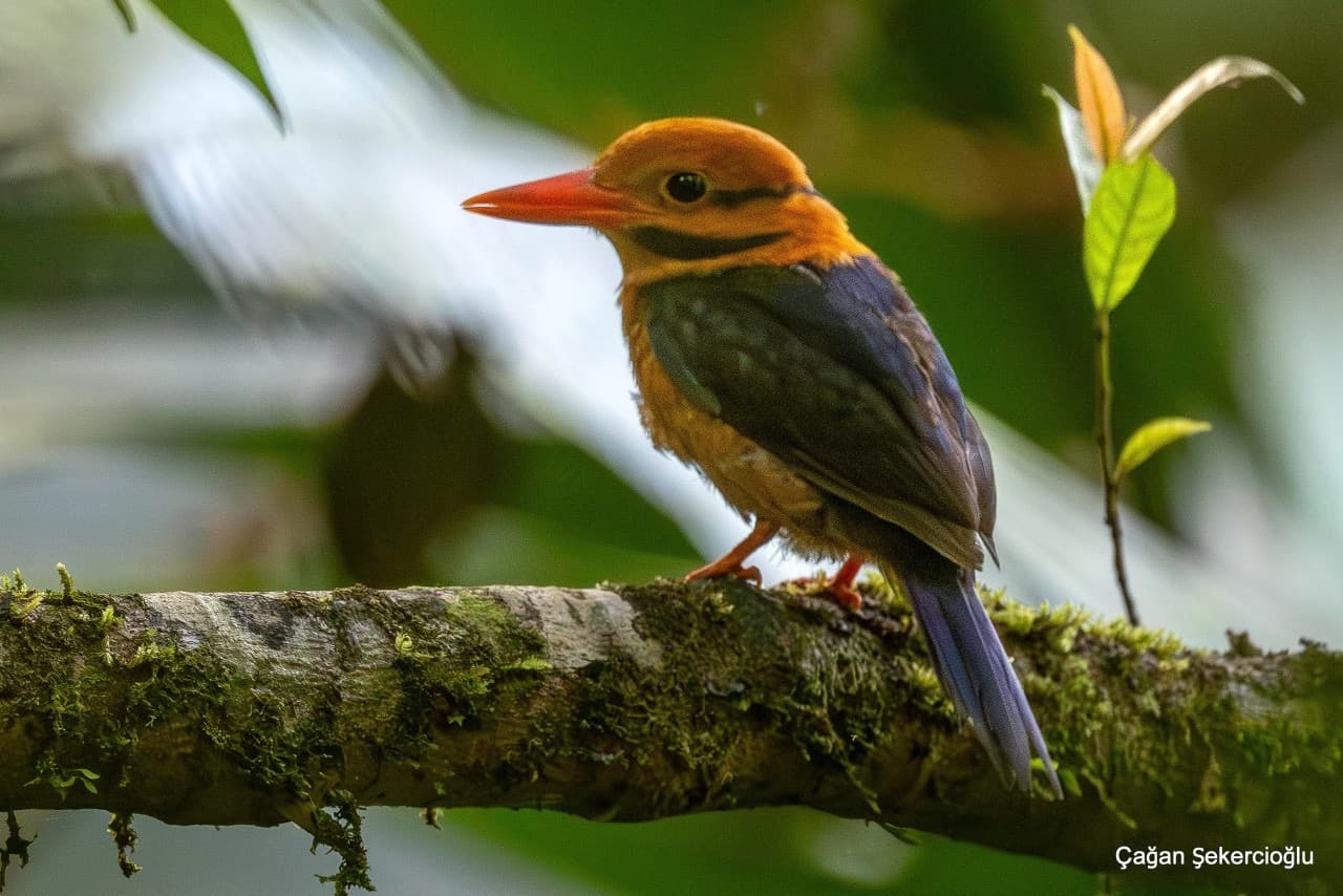 Moustached Kingfisher (Actenoides bougainvillei) perched on a mossy rainforest branch